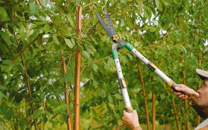 Tree trimming in Manzanita, OR